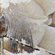 The nearly complete fossil of Piranhamesodon pinnatomus. The fine details preserved in the fossil are truly incredible.